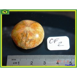 Oursin Fossile de 15g 