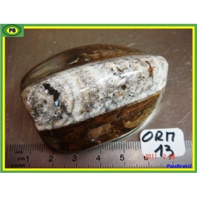 Orthoceras Poli du Maroc 97gr