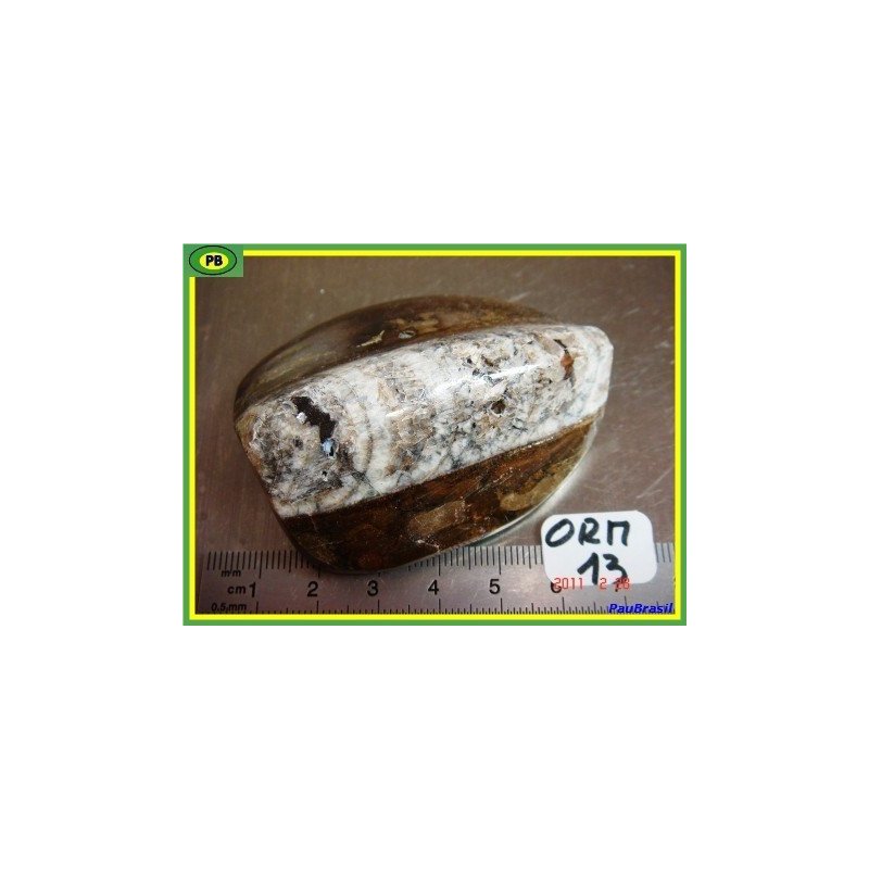 Orthoceras Poli du Maroc 97gr