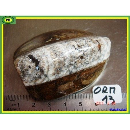 Orthoceras Poli du Maroc 97gr