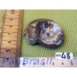 Ammonite Polie 27g