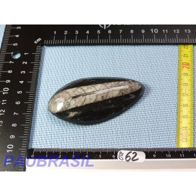 Orthoceras Poli du Maroc 64g