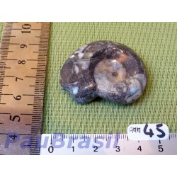 Ammonite Polie 24g