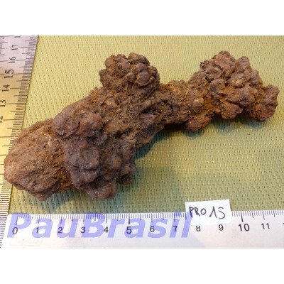 Coprolithe, Coprolite de saurien de 234g