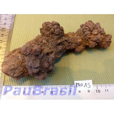 Coprolithe, Coprolite de saurien de 234g