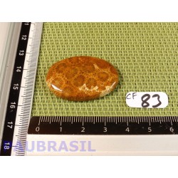 Cabochon en Corail fossilisé - fossile Q Extra 8gr30