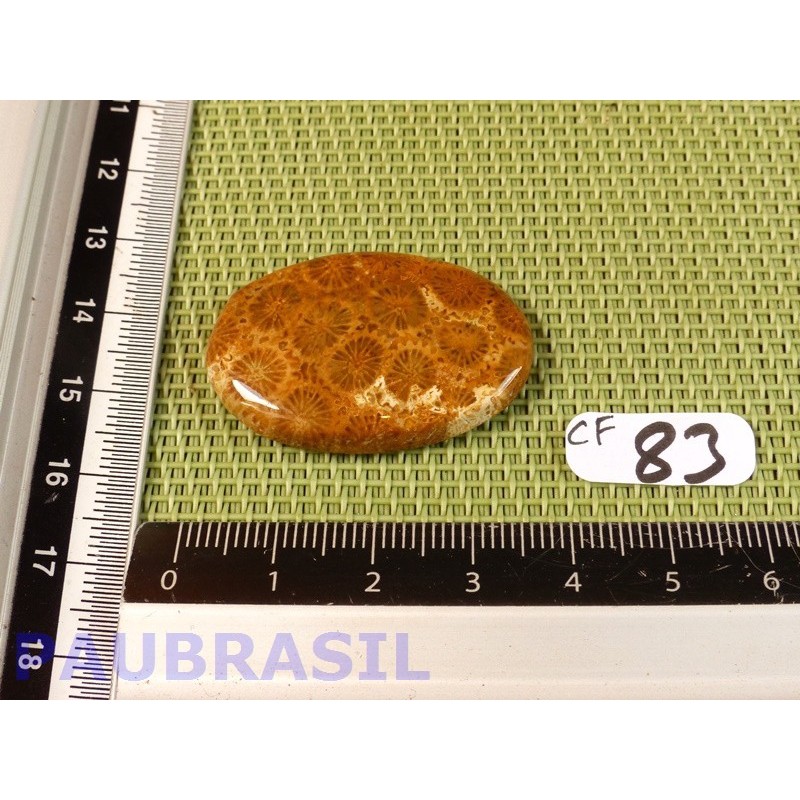 Cabochon en Corail fossilisé - fossile Q Extra 8gr30