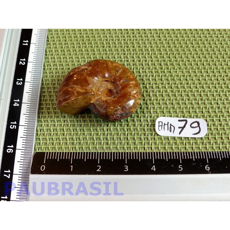Ammonite Opalisée Polie 13g