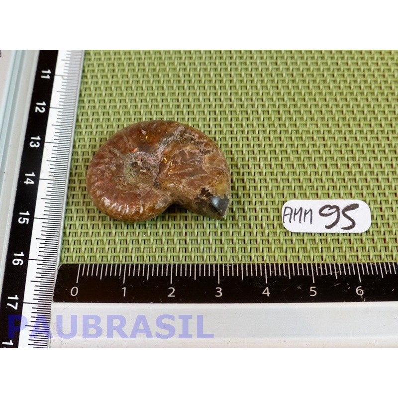 Ammonite Opalisée Polie 10g