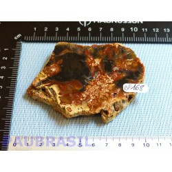 Bois fossilisé en tranche épaisse polie Q Extra 157gr Madagascar