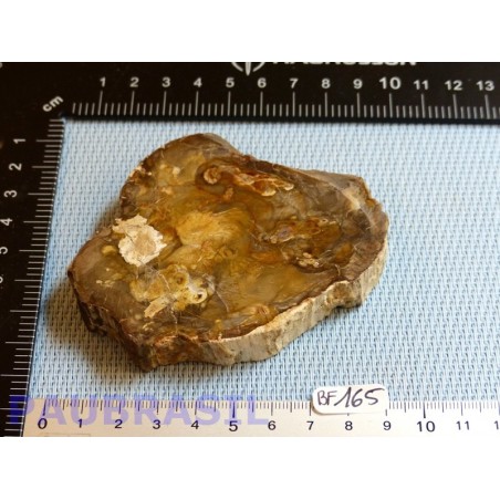 Bois fossilisé en tranche polie 156gr Madagascar