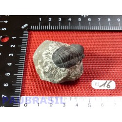 Trilobite sur gangue 62g