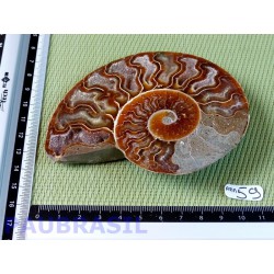 Ammonite une face Polie Q Extra 127g