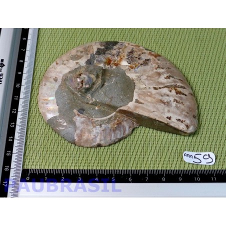 Ammonite une face Polie Q Extra 127g