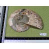 Ammonite une face Polie Q Extra 127g