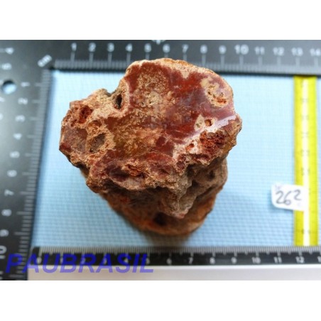 Bois Fossile en tronc une face polie 377gr Madagascar