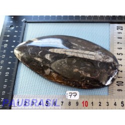 Orthoceras Poli du Maroc 357g