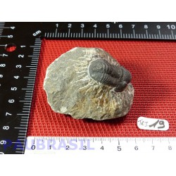 Trilobite sur gangue 94g