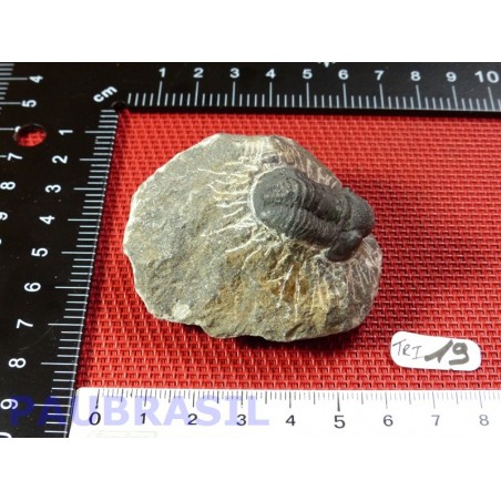 Trilobite sur gangue 94g