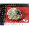 Trilobite sur gangue 94g