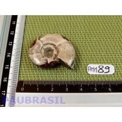Ammonite Semi Polie 13g