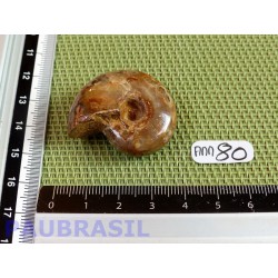 Ammonite Opalisée Semi Polie 21g