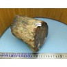 Bois Fossile en tronc une face polie 377gr Madagascar