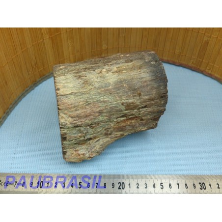 Bois Fossile en tronc une face polie 377gr Madagascar