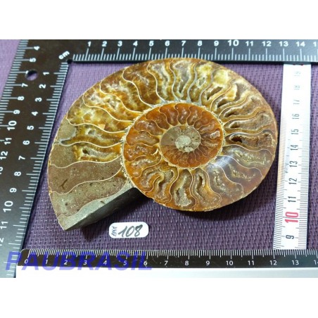 Ammonite une face Polie Q Extra 237g
