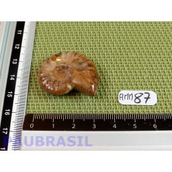 Ammonite Semi Polie 11g