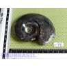 Ammonite Polie 136g