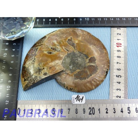 Ammonite une face Polie Q Extra 248g