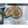 Ammonite une face Polie Q Extra 248g