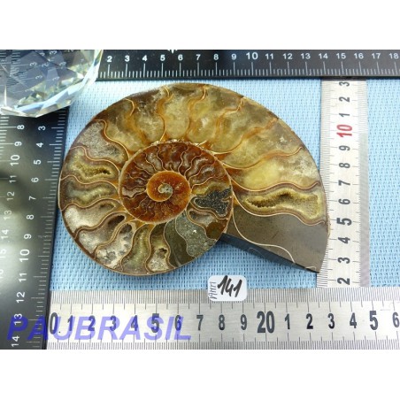 Ammonite une face Polie Q Extra 248g