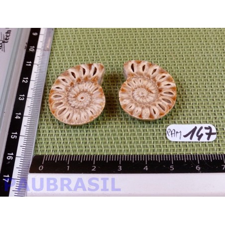 Paire d Ammonite Polie 12g