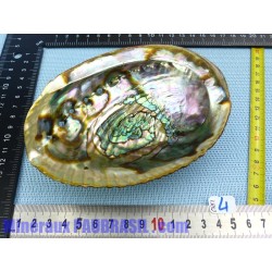 Coquille Ormeau - Nacre Abalone Q Extra 114g