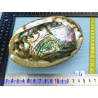 Coquille Ormeau - Nacre Abalone Q Extra 114g