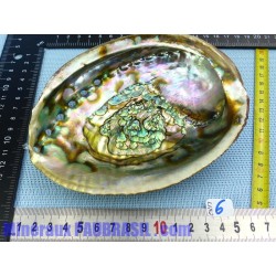 Coquille Ormeau - Nacre Abalone Q Extra 127g
