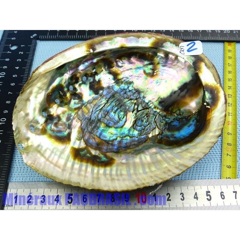 Coquille Ormeau - Nacre Abalone Q Extra 153g
