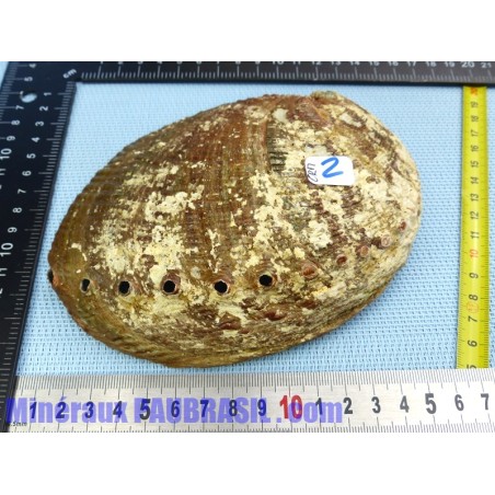 Coquille Ormeau - Nacre Abalone Q Extra 153g