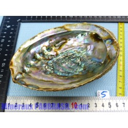 Coquille Ormeau - Nacre Abalone Q Extra 192g