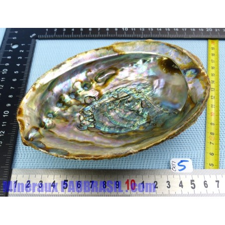 Coquille Ormeau - Nacre Abalone Q Extra 192g