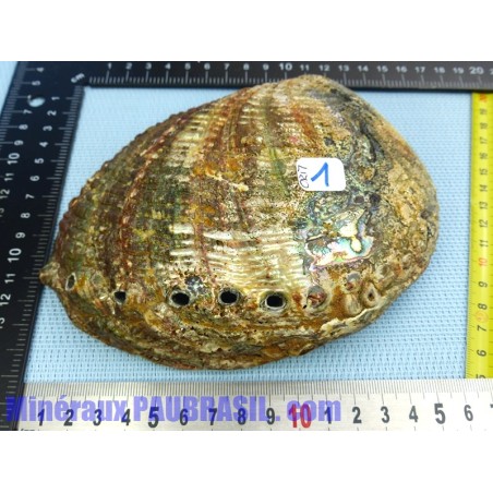 Coquille Ormeau - Nacre Abalone Q Extra 276g