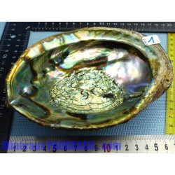 Coquille Ormeau - Nacre Abalone Q Extra 276g