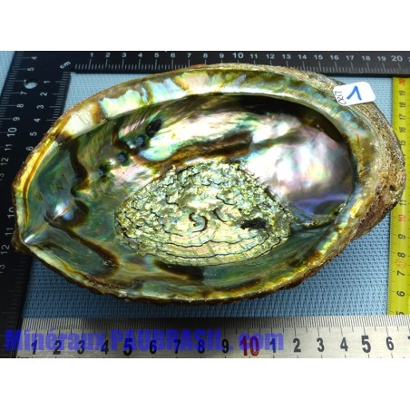 Coquille Ormeau - Nacre Abalone Q Extra 276g