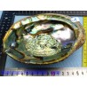 Coquille Ormeau - Nacre Abalone Q Extra 276g