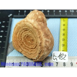 Stromatolite en pierre brute 172g Maroc qualité moyenne