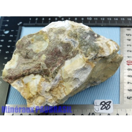 Corail fossilisé - fossile pierre brute 956g Inde