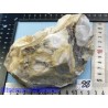 Corail fossilisé - fossile pierre brute 956g Inde