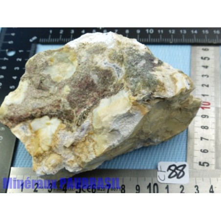 Corail fossilisé - fossile pierre brute 956g Inde